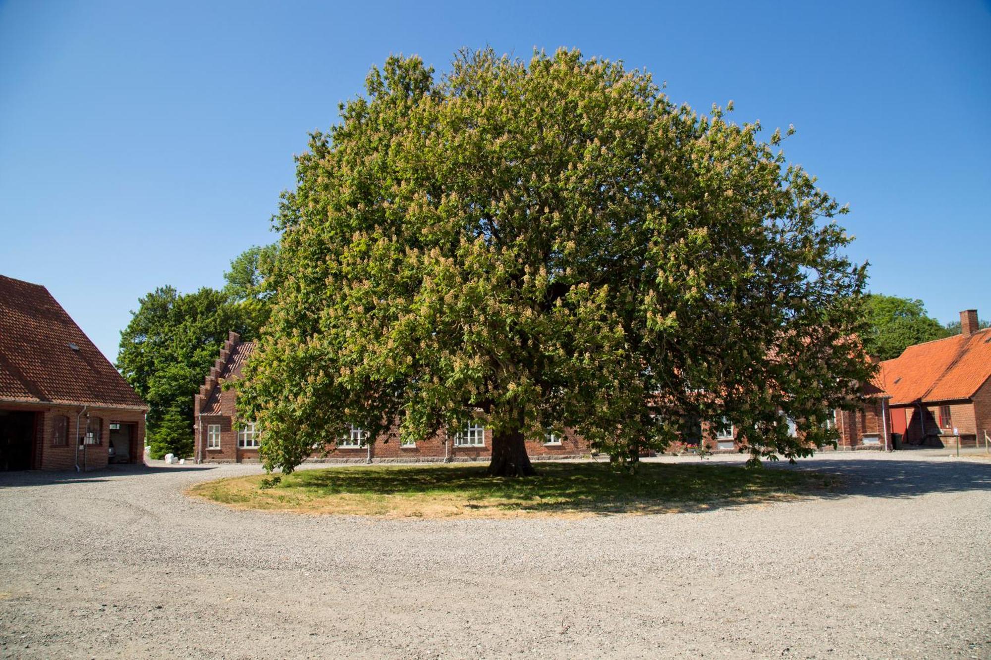 Bed and Breakfast Bellinge House Horreby Esterno foto